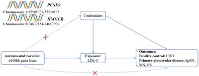 Causal relationship between PCSK9 inhibitor and primary glomerular disease: a drug target Mendelian randomization study